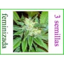 Grow Shop World of Seeds - New York ...