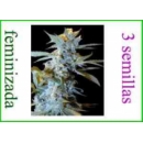 Grow Shop World of Seeds - New York ...