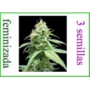 Grow Shop World of Seeds - Obsession...