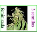 Grow Shop World of Seeds - Paquistan...