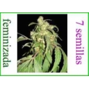 Grow Shop World of Seeds - Paquistan...