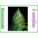 Grow Shop World of Seeds - South Afr...