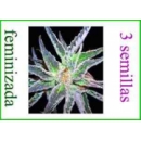 Grow Shop World of Seeds - Space (Di...