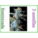 Grow Shop World of Seeds - Star 47 (...