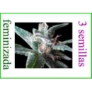 Grow Shop World of Seeds - Stoned In...