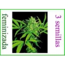 Grow Shop World of Seeds - Wild Thai...