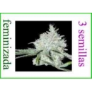 Grow Shop World of Seeds - Yumbolt 4...